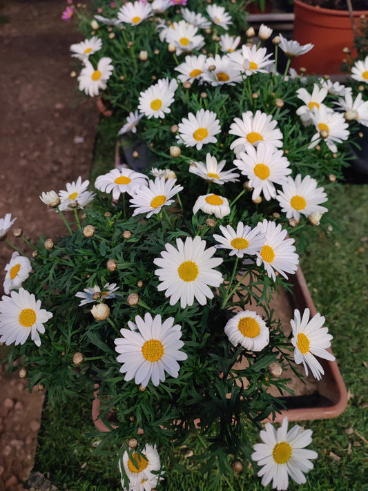 Margherita