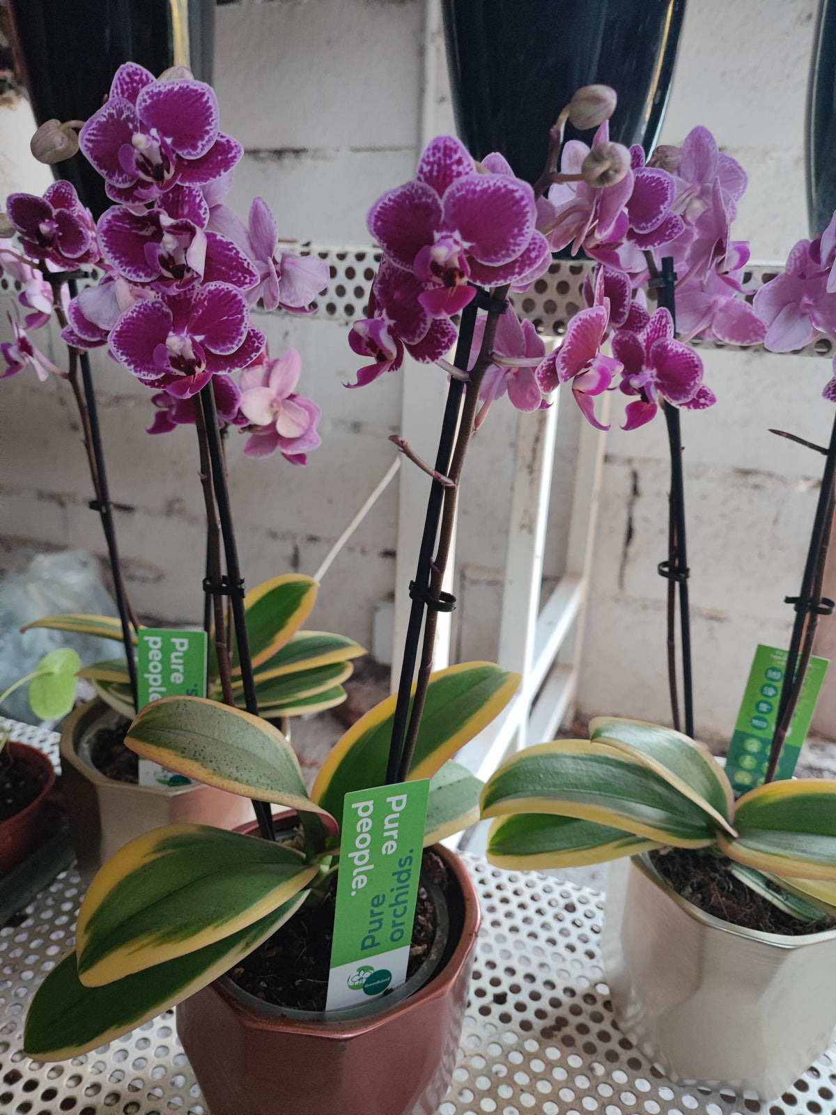 Phalaenopsis magic leaf