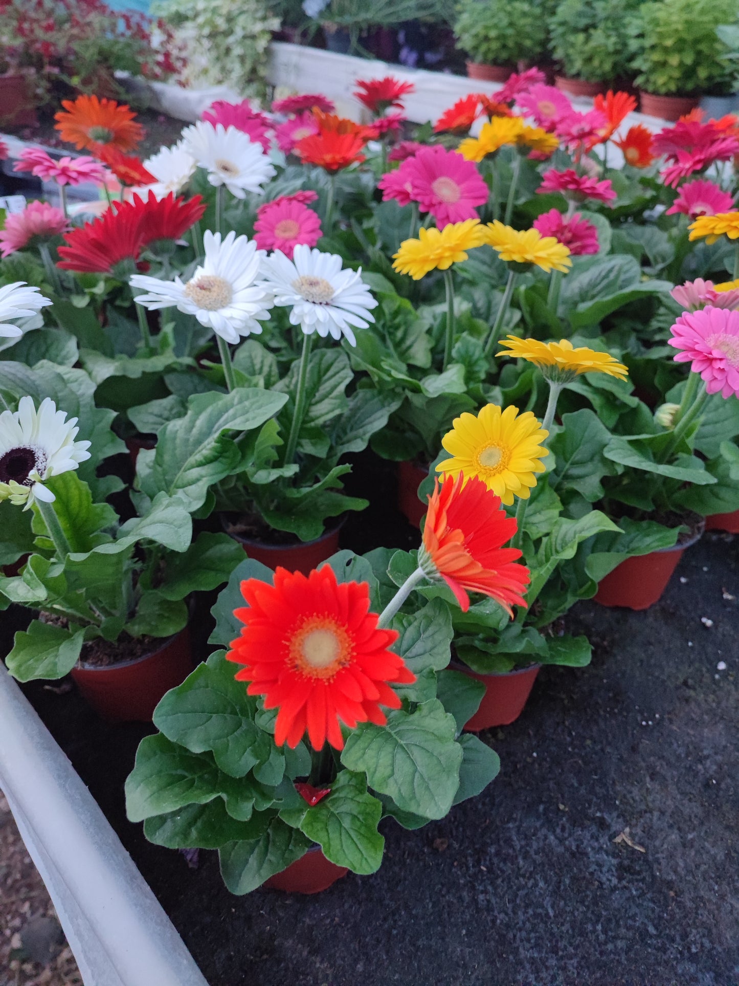 Gerbera