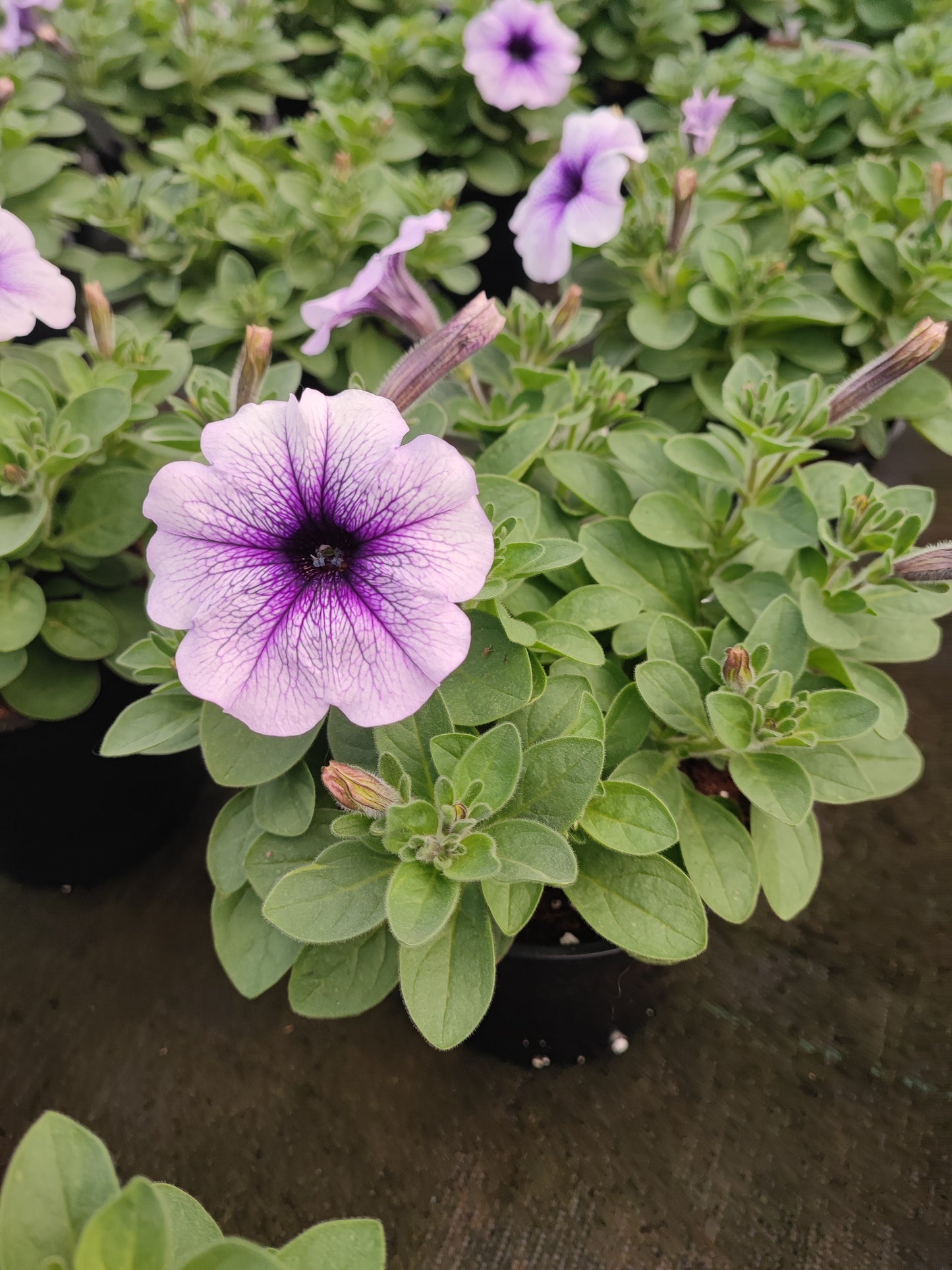 Petunia
