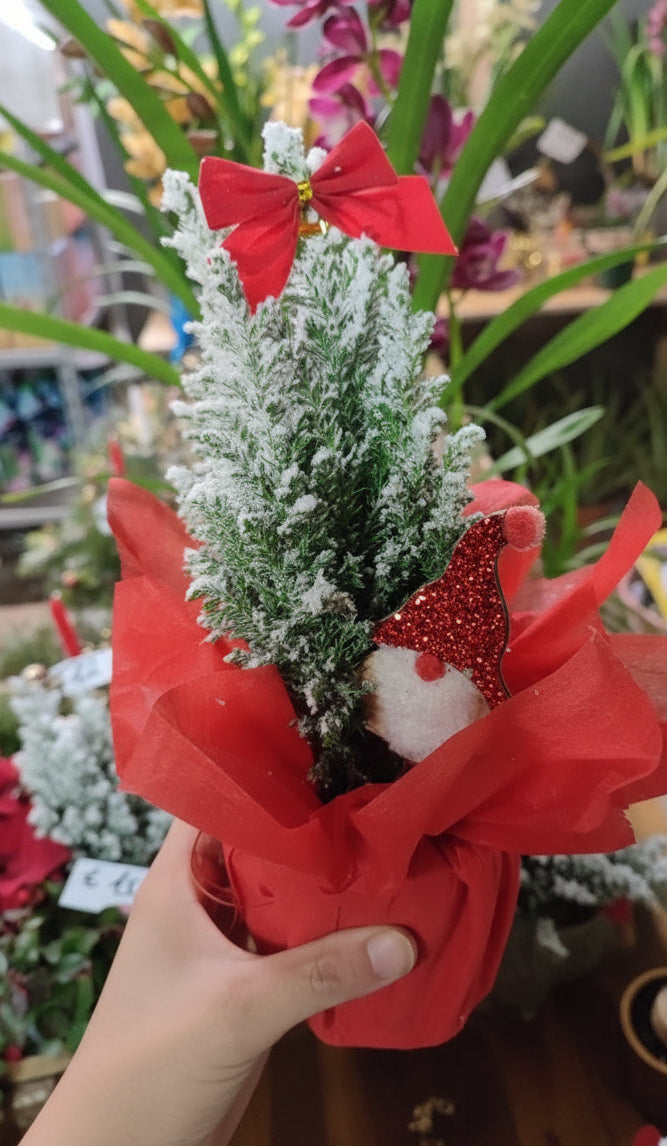 Chamaecyparis addobbato