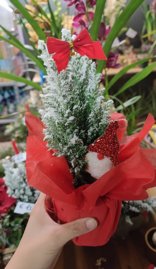 Chamaecyparis addobbato