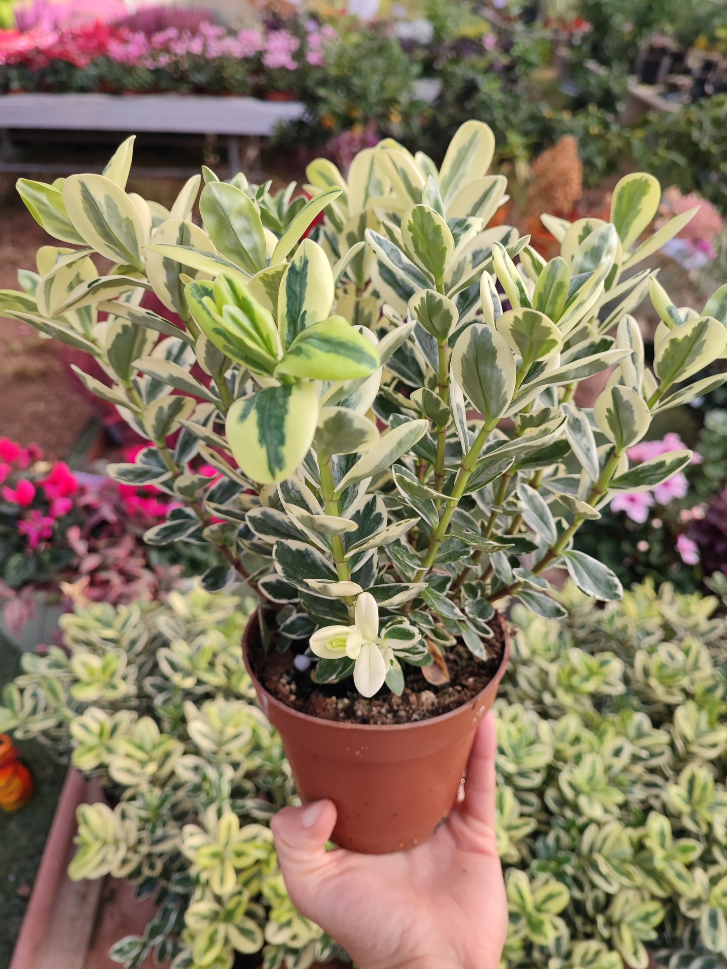 Hebe andersonii variegata