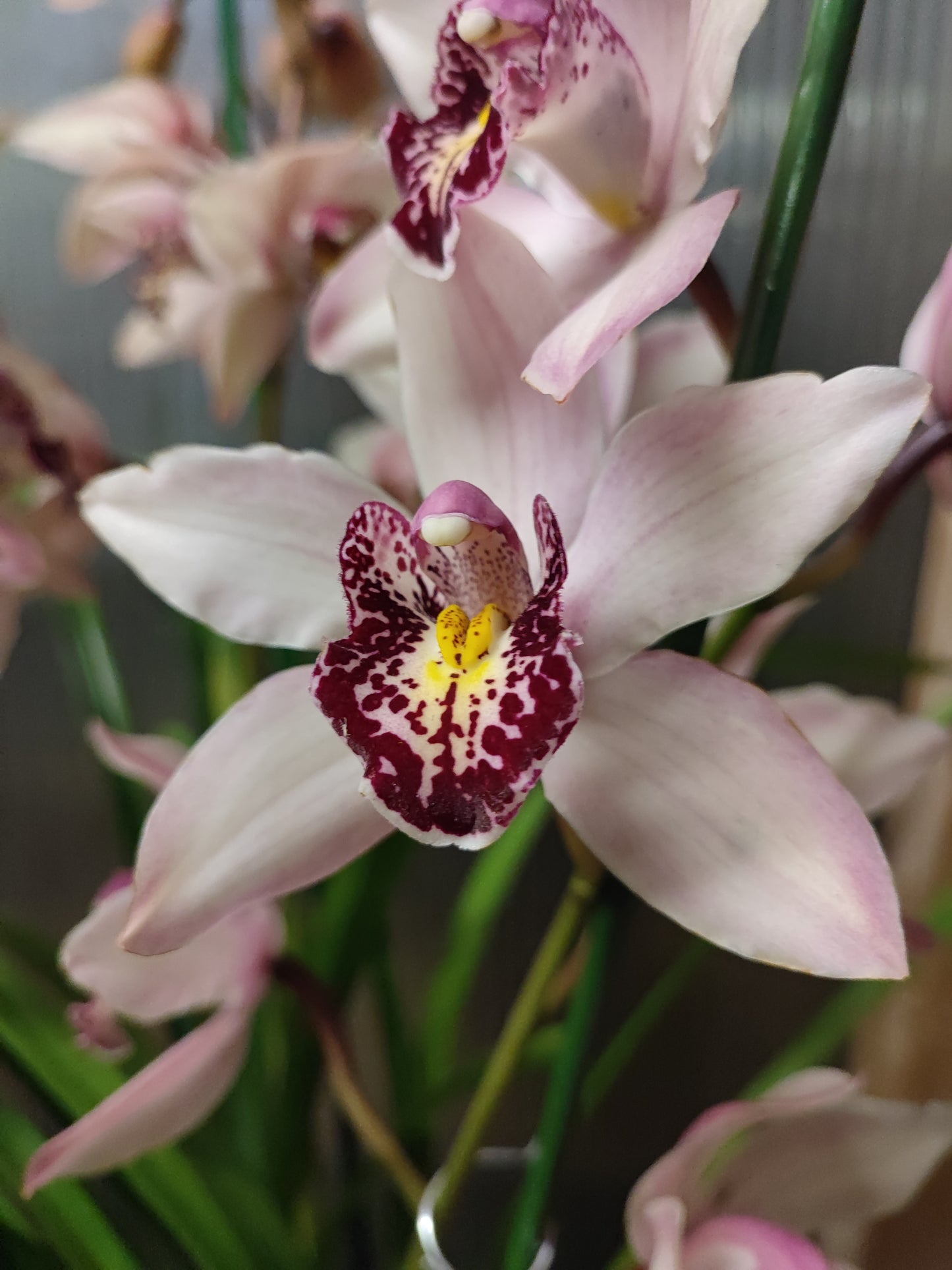 Cymbidium