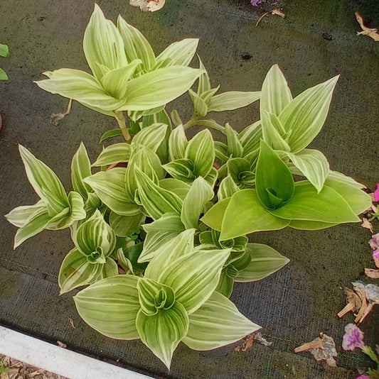 Tradescantia albovittata
