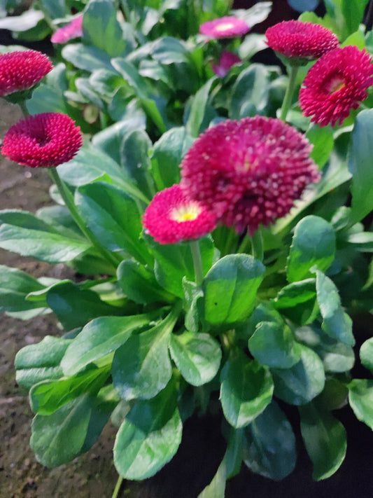 Bellis