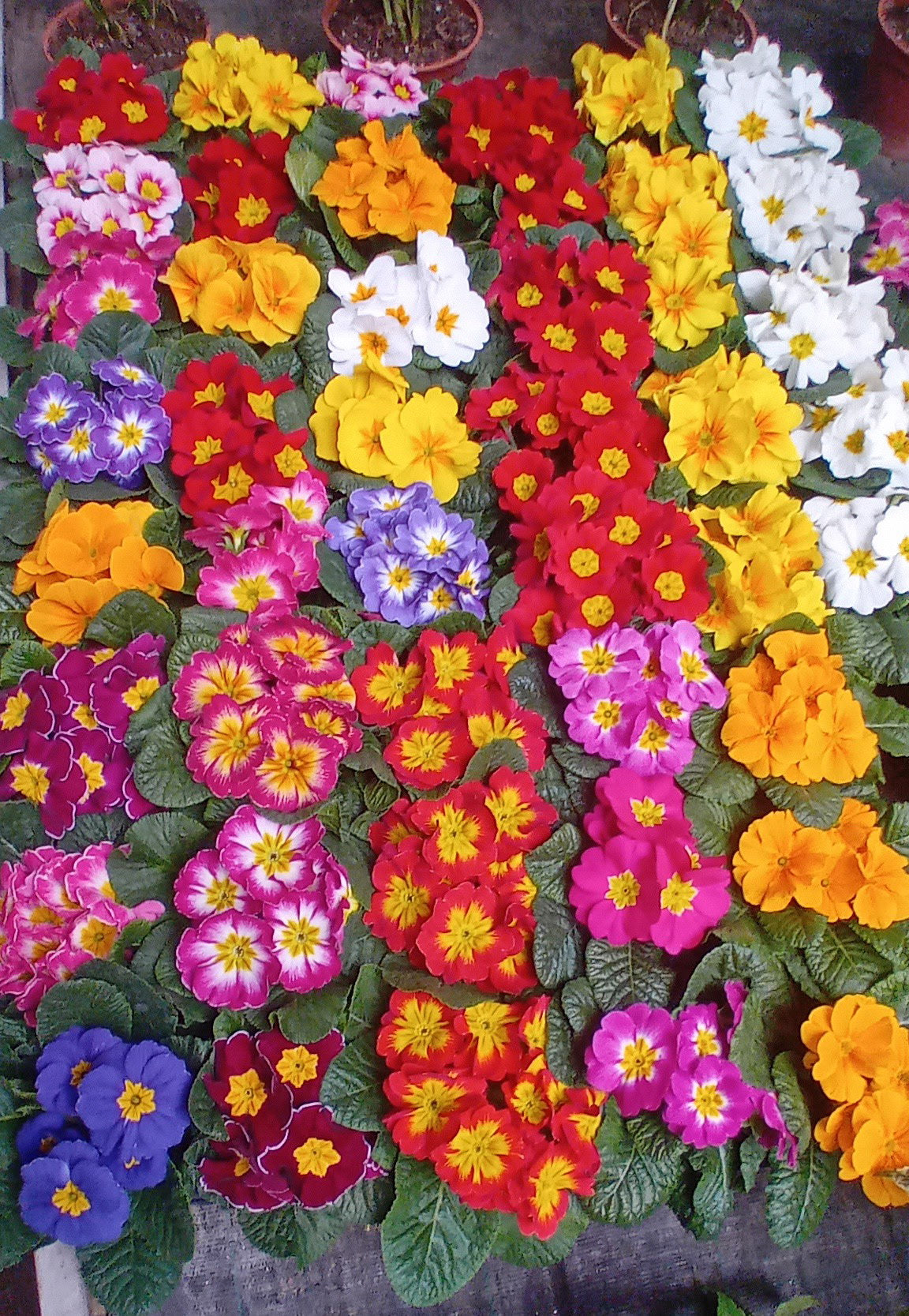 Primula