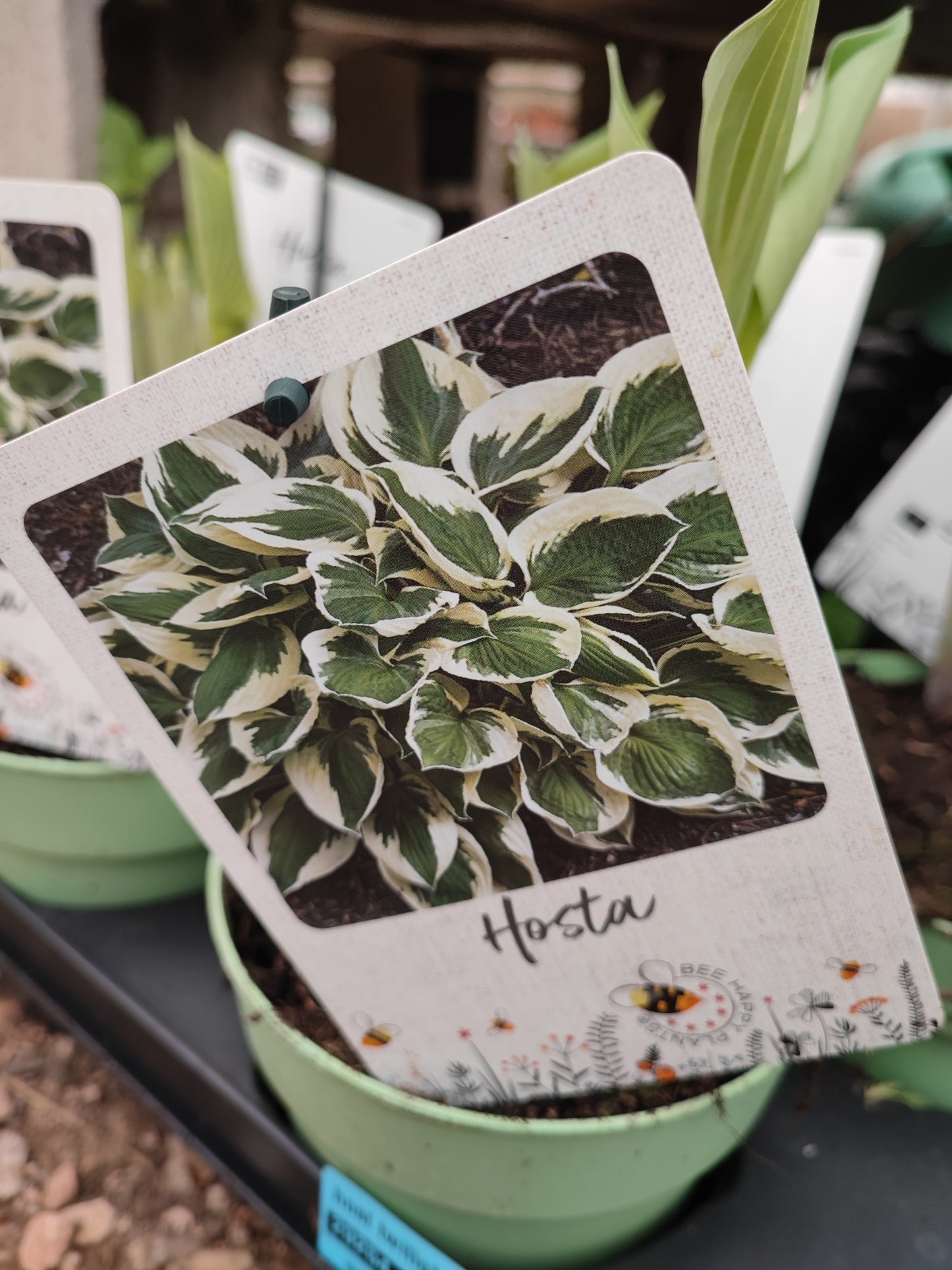 Hosta halcyon