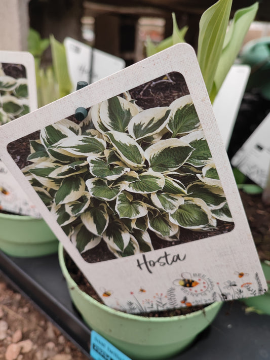 Hosta halcyon
