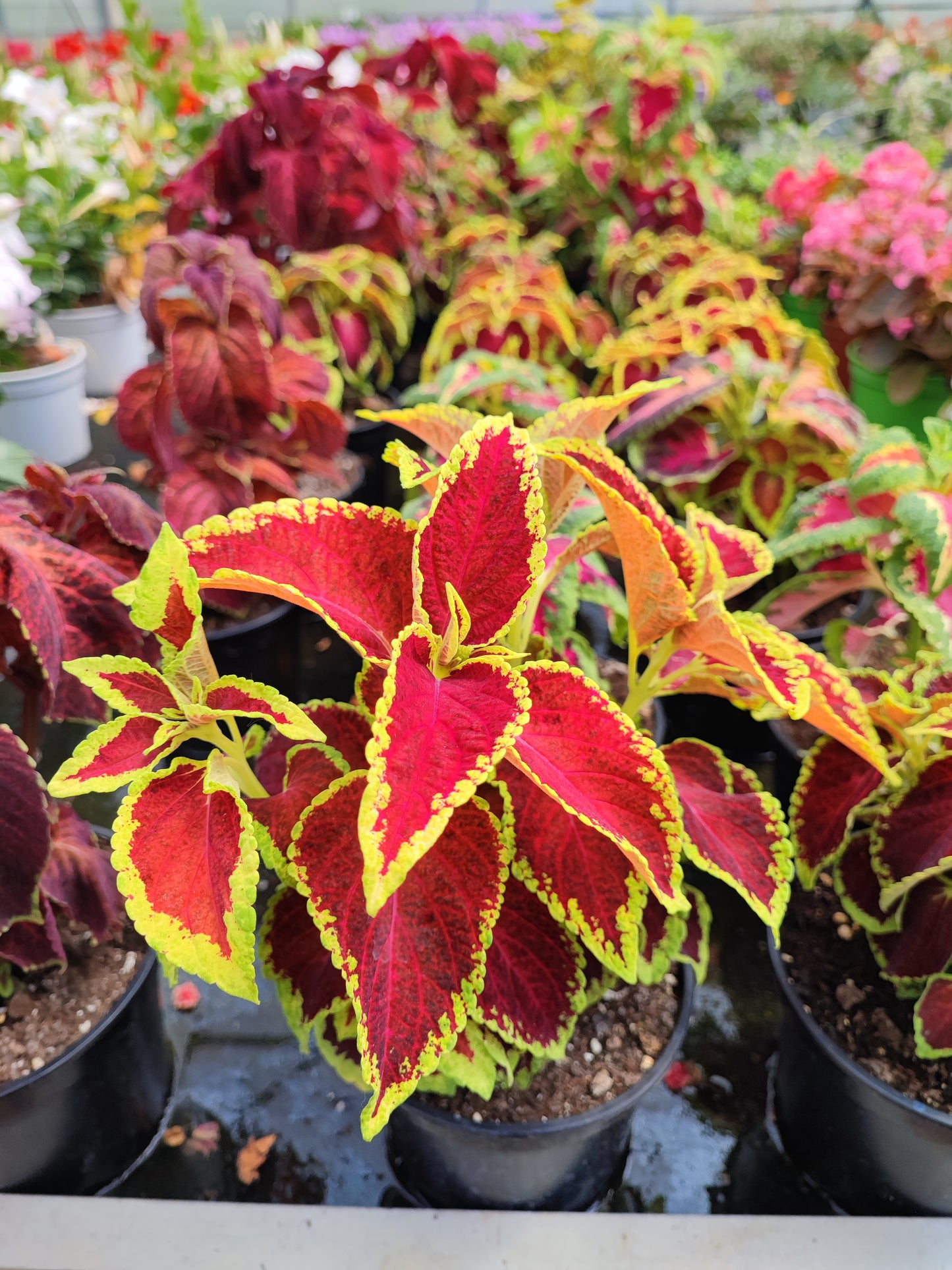 Coleus