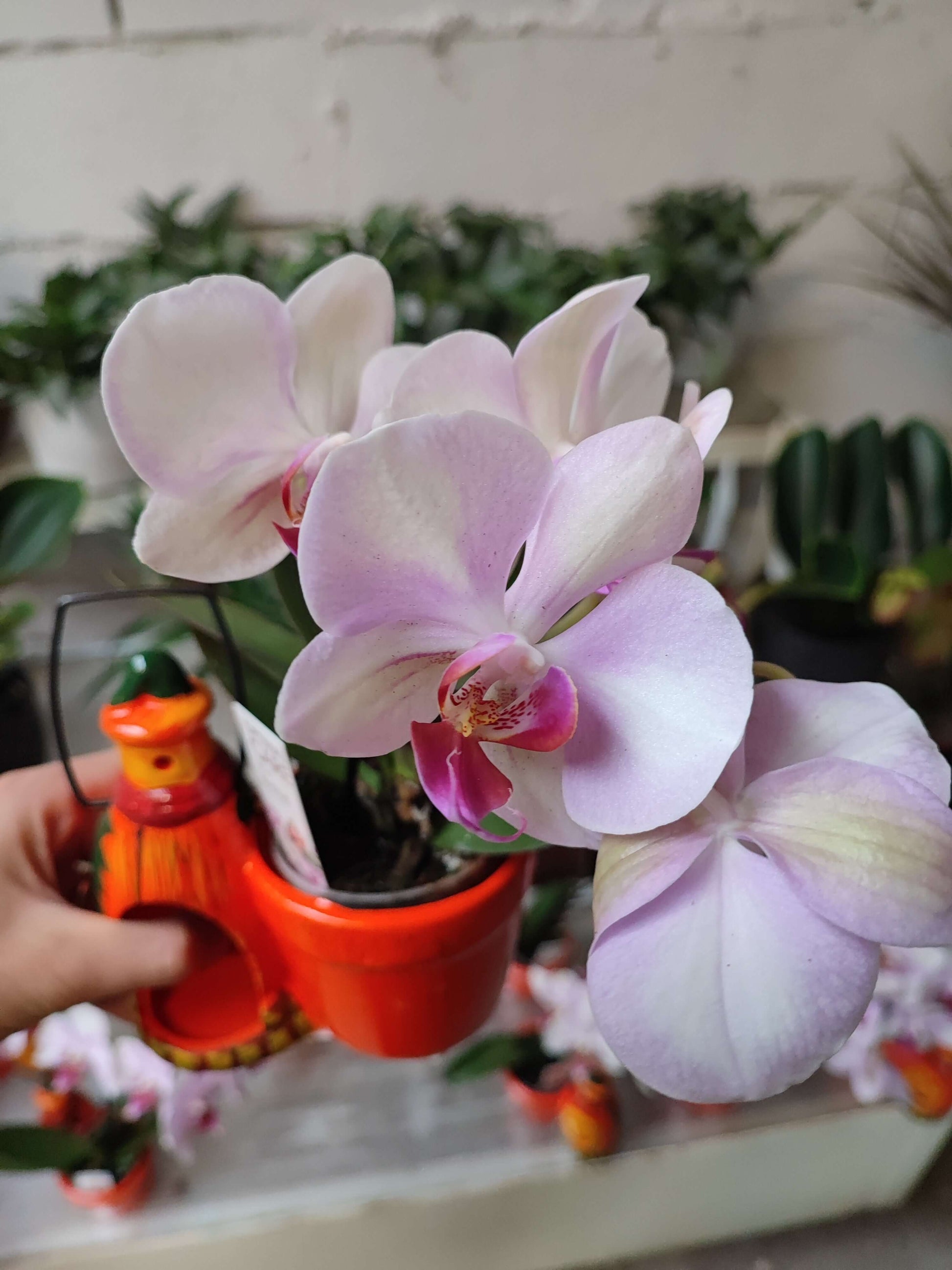 Orchidea mini - Valmaflor