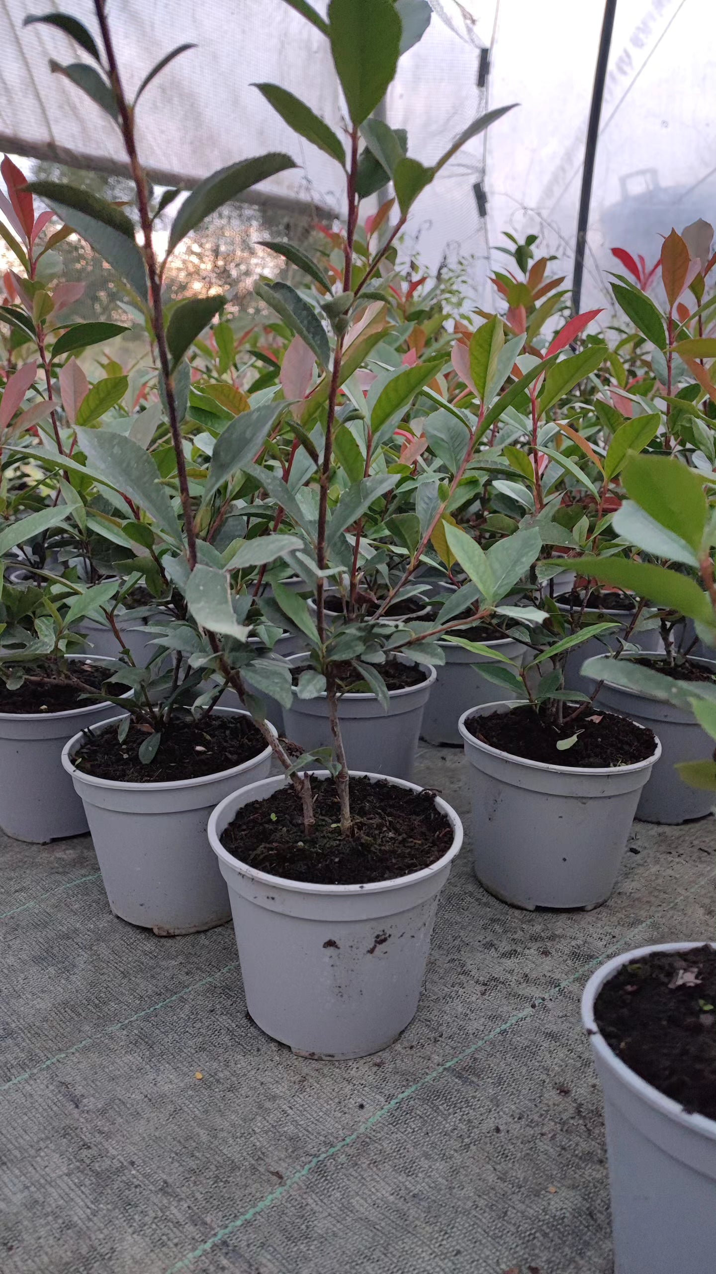 Photinia  fraseri ‘Carré Rouge’