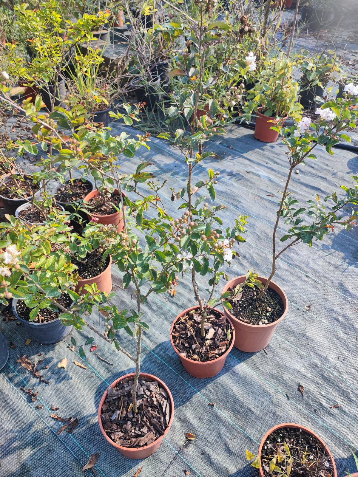 Lagerstroemia indica