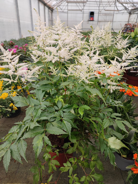 Astilbe