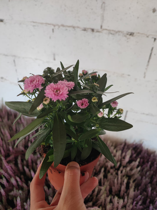 Aster (settembrino)