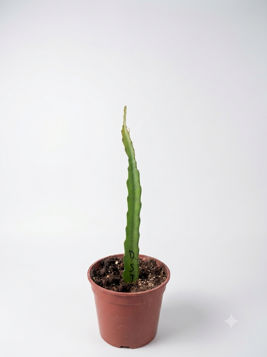 Pitaya (frutto del drago)