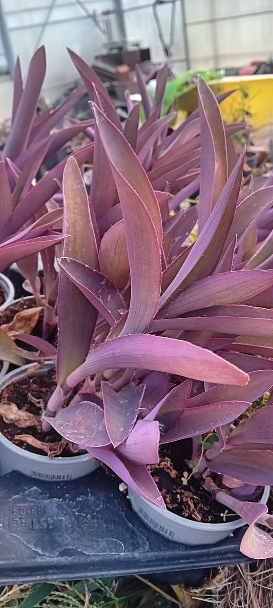 Tradescantia pallida purpurea