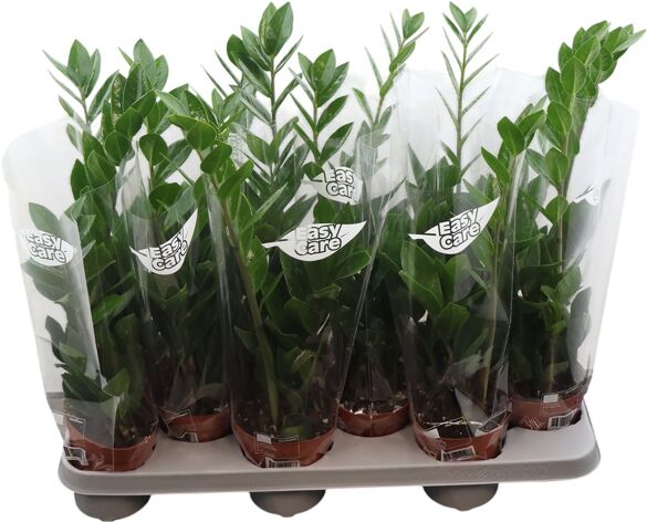 Zamioculcas