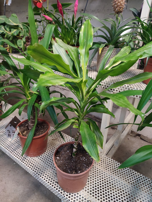 Dracaena Fragrans ‘Massangeana
