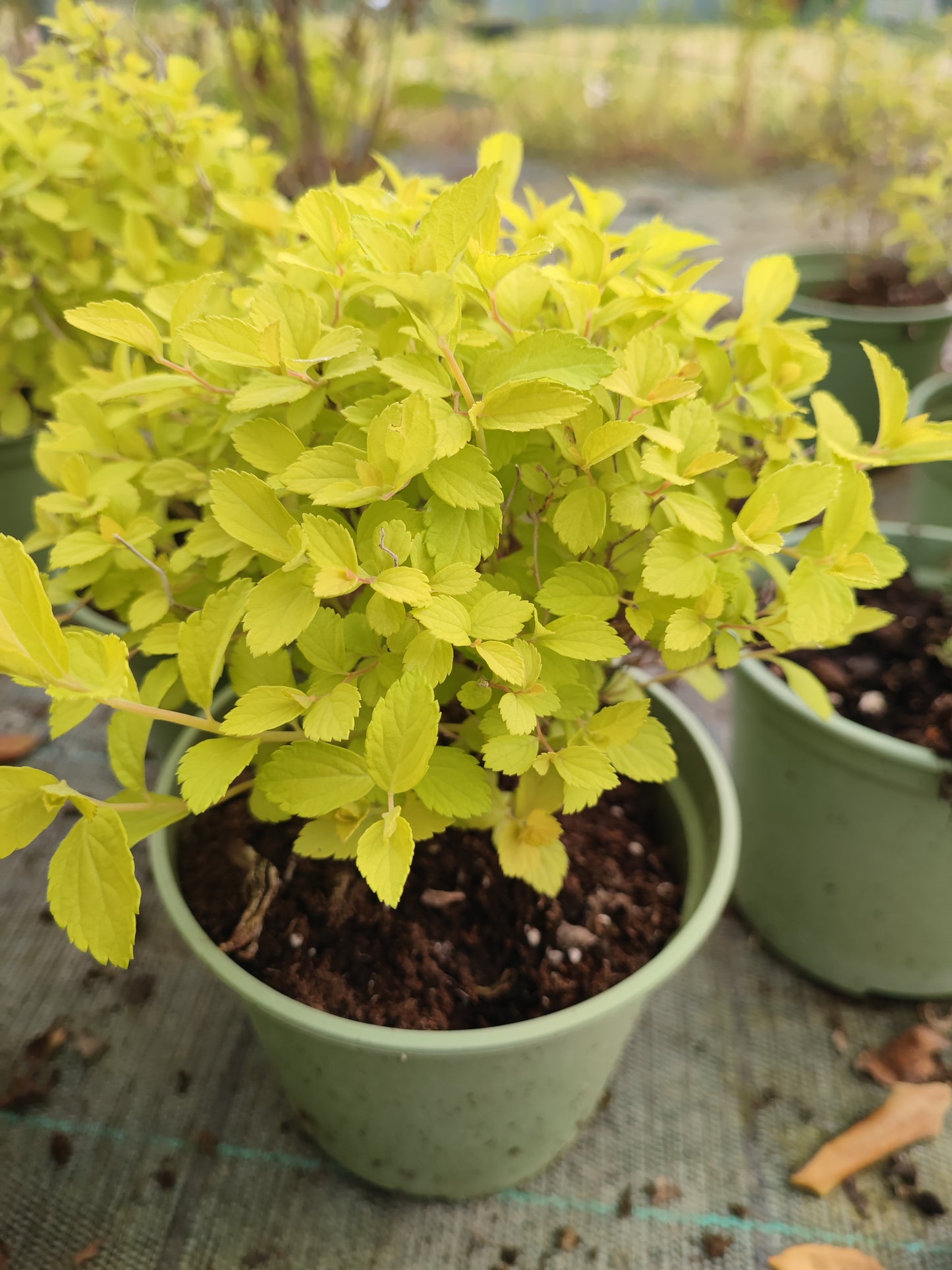 Spirea japonica
