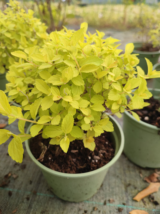Spirea japonica