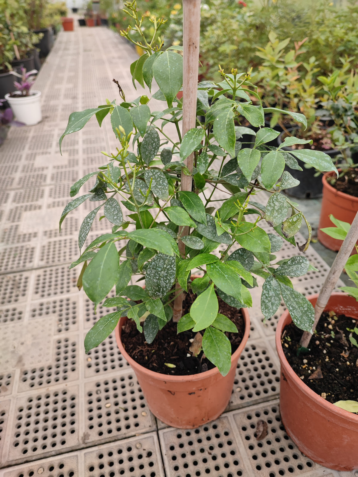 Pandorea jasminoides