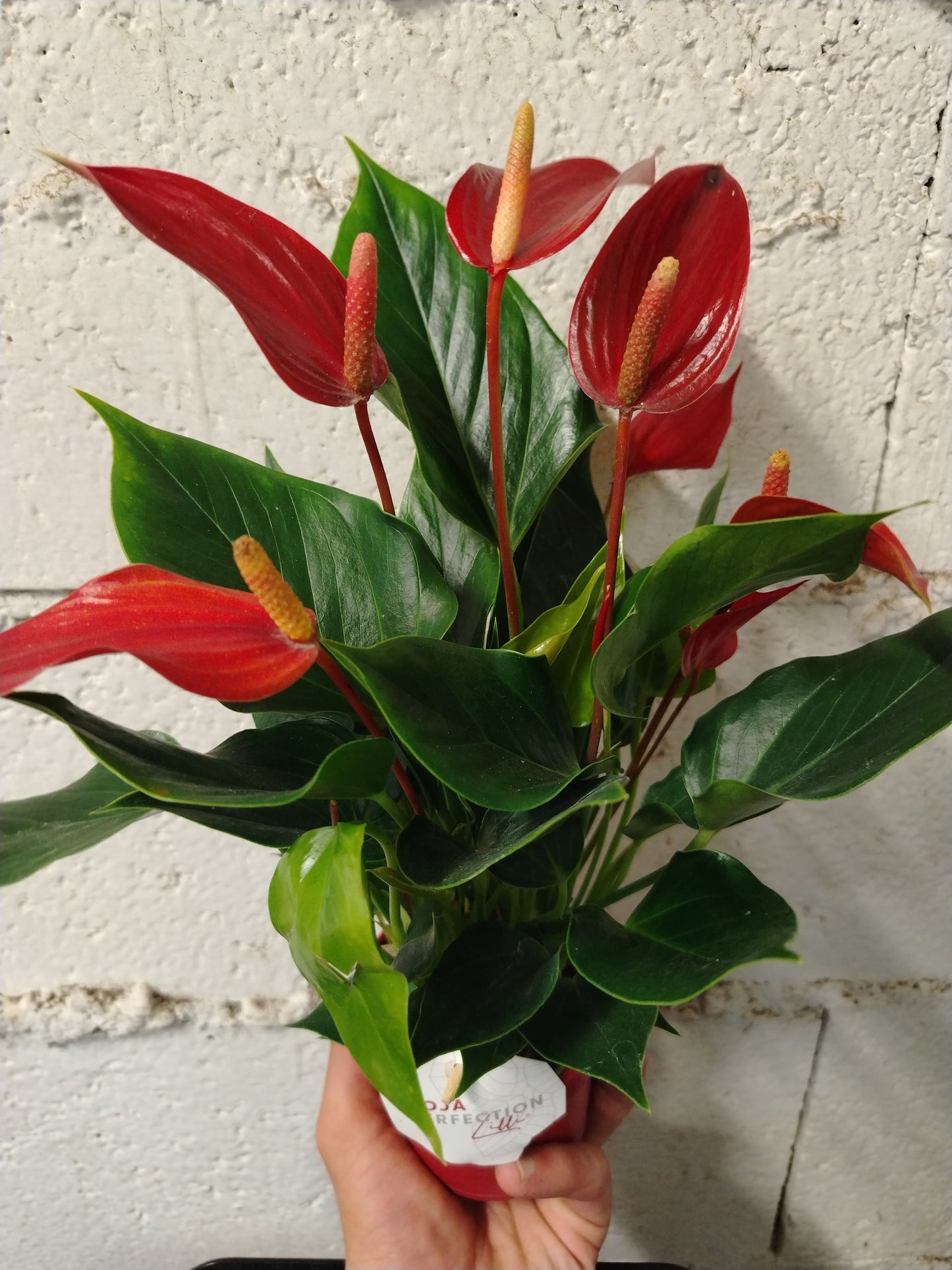 Anthurium lilli