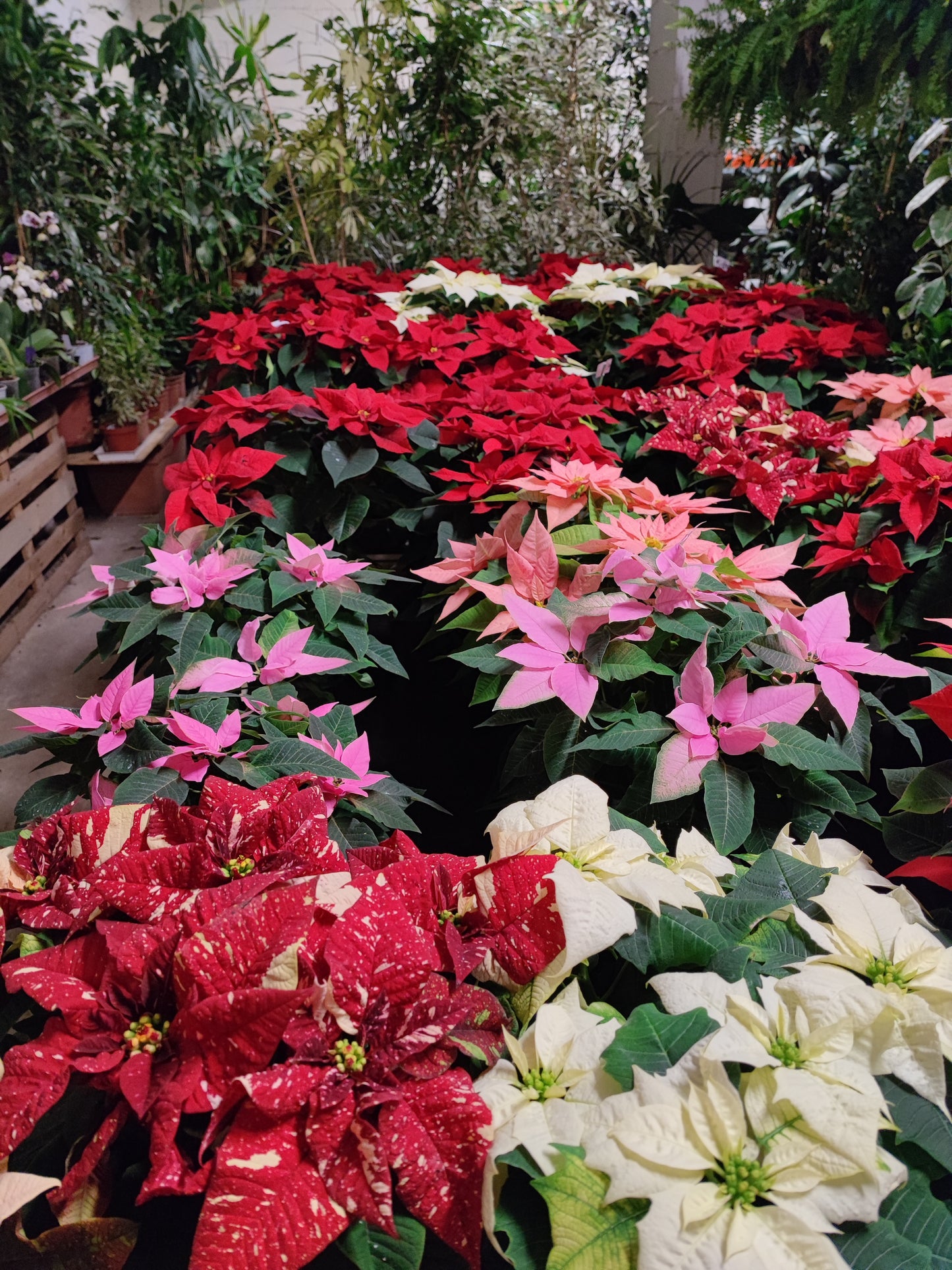 Poinsettia (Stella di Natale)