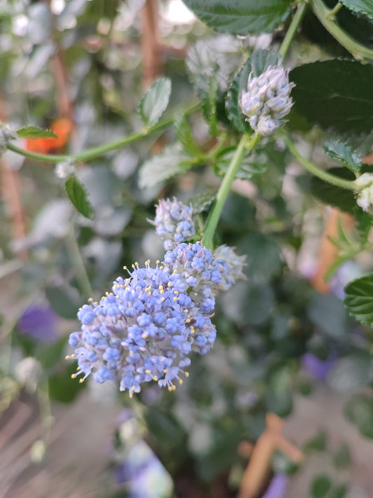 Ceanothus repens