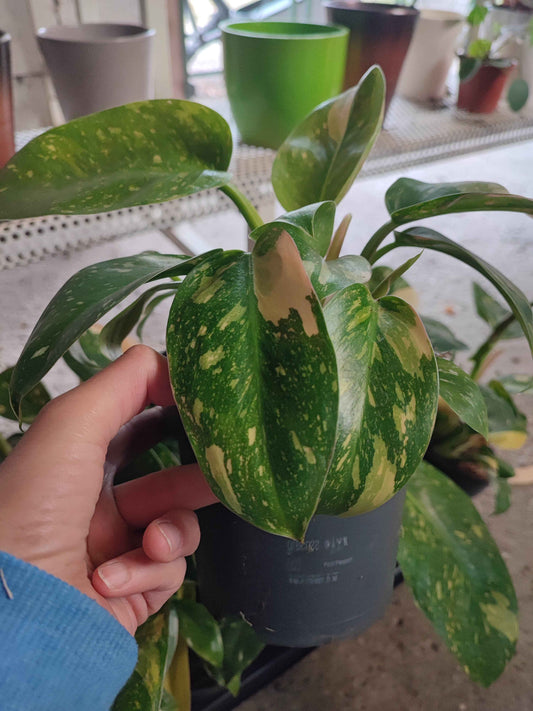 Philodendron green congo variegata