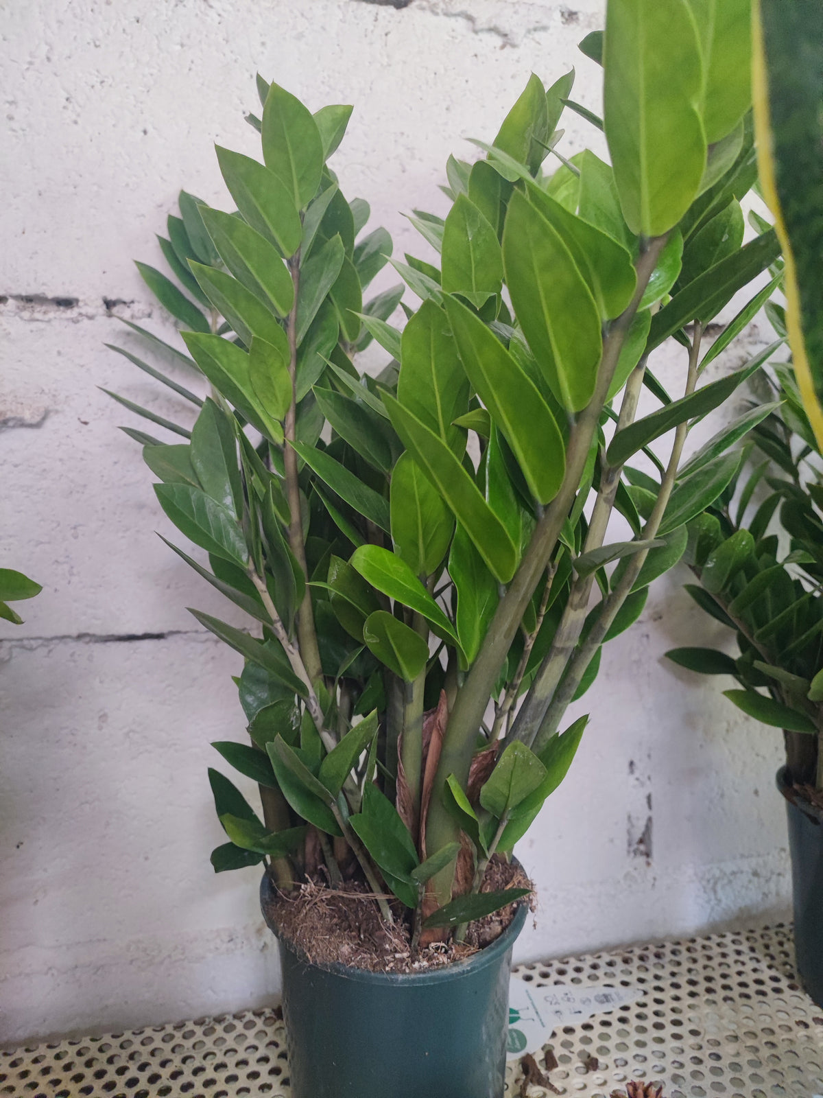 Zamioculcas