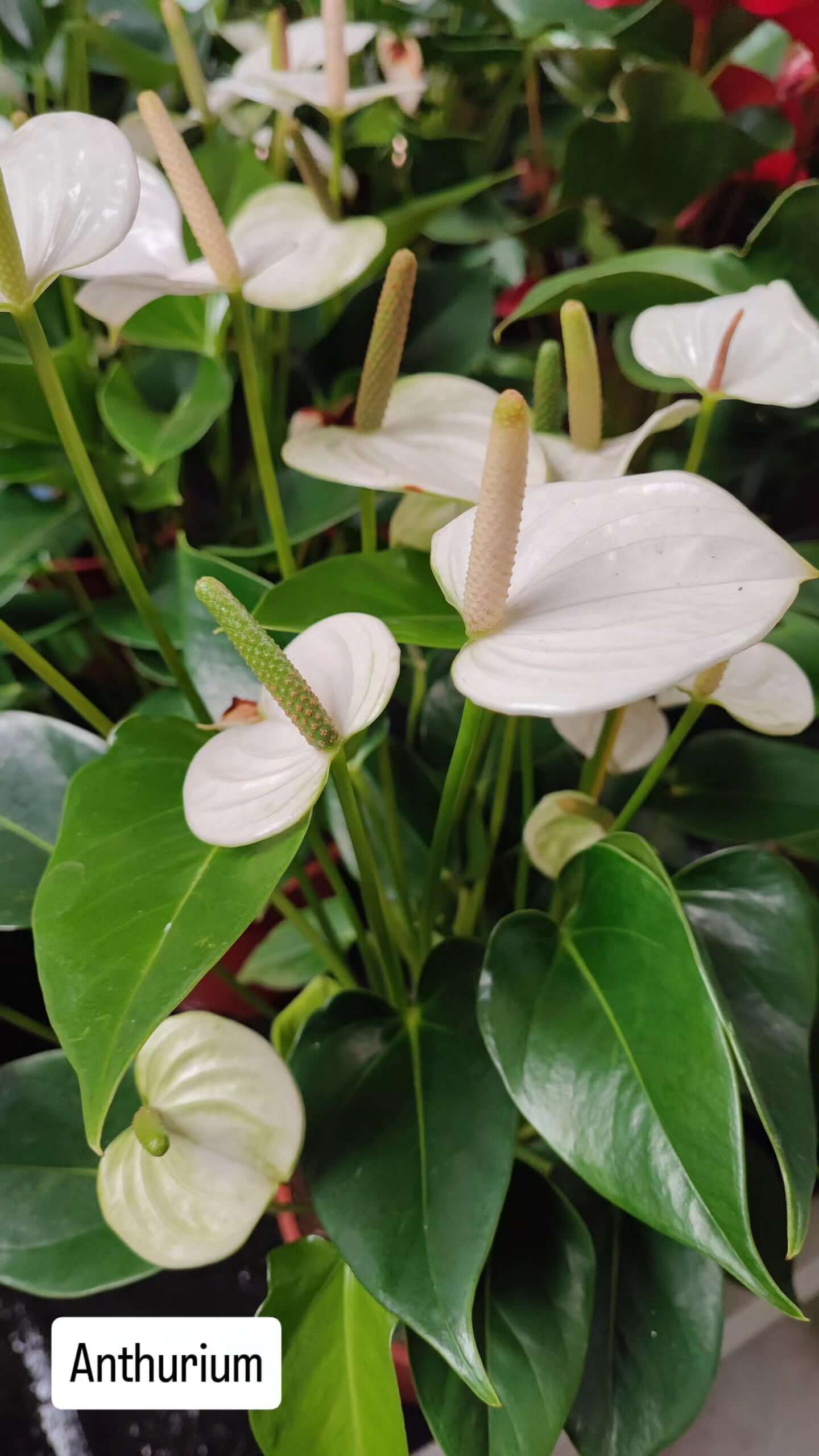 Anthurium - Valmaflor