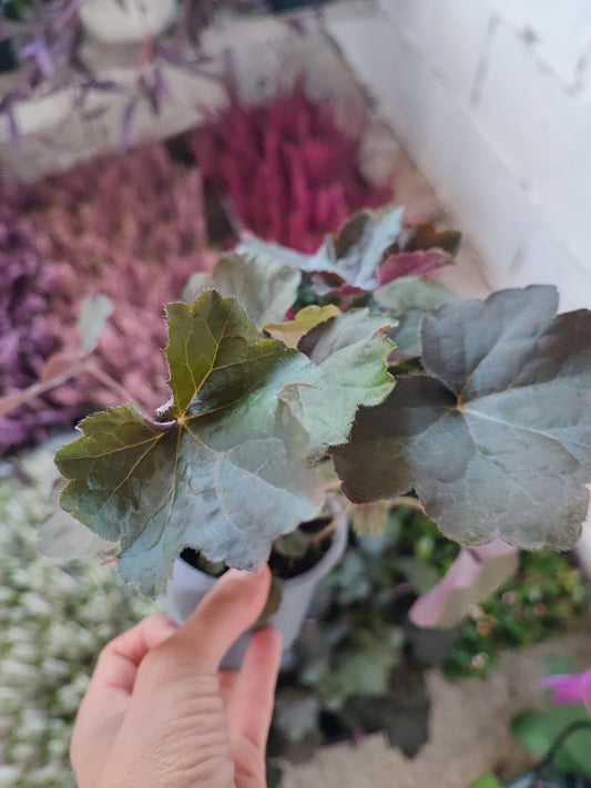 Heuchera palace purple