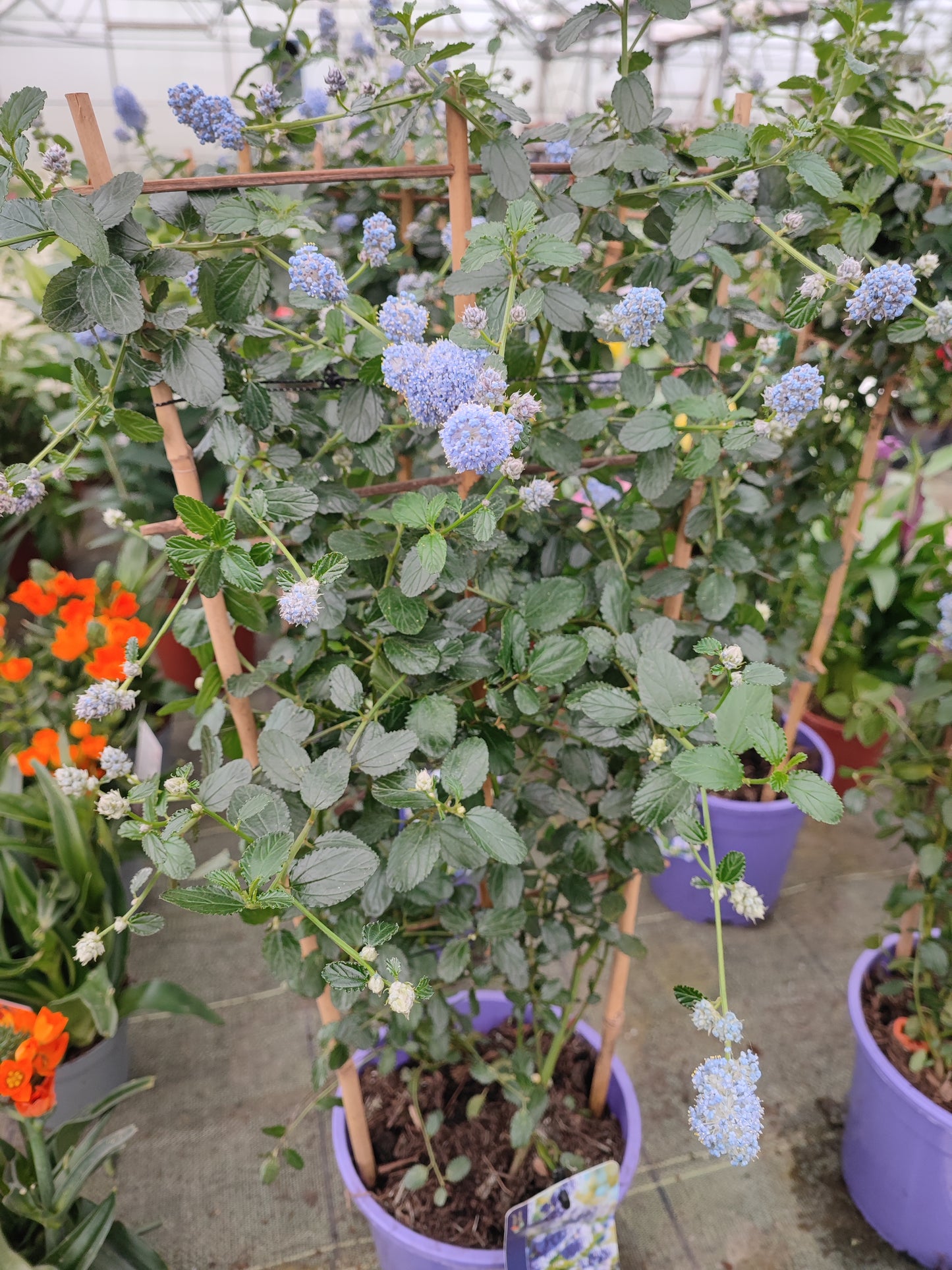 Ceanothus repens