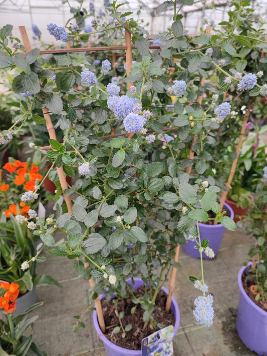 Ceanothus repens