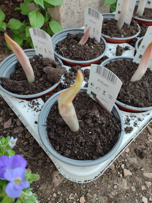 Allium ostara