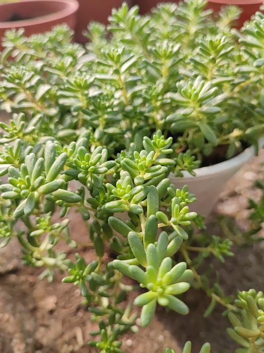 Sedum album