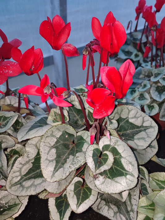 Ciclamino super serie picasso