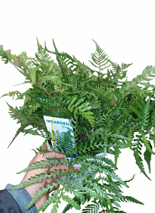 Dryopteris affinis