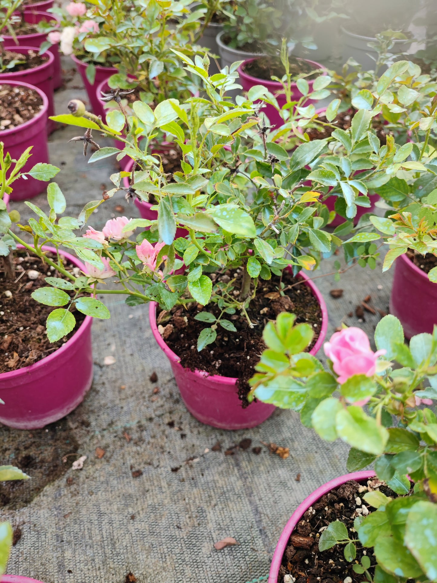 Rosa paesaggistica