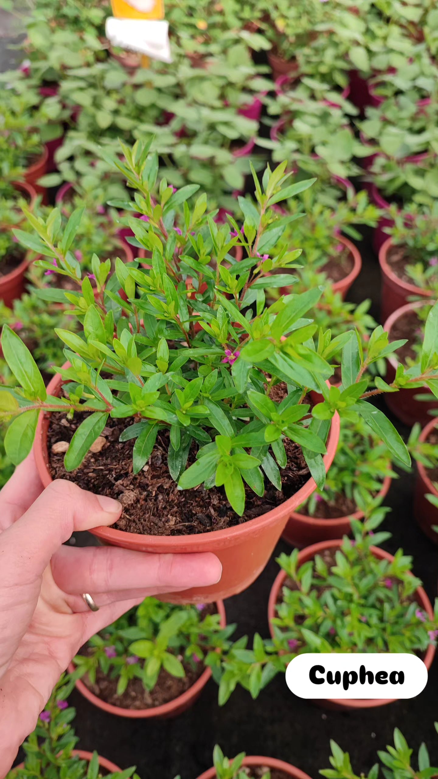 Cuphea hyssopifolia