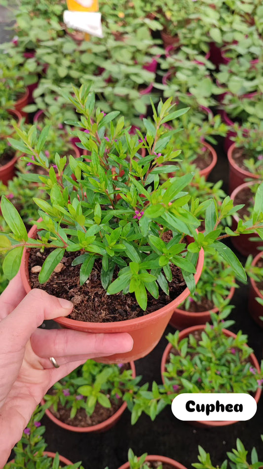 Cuphea hyssopifolia