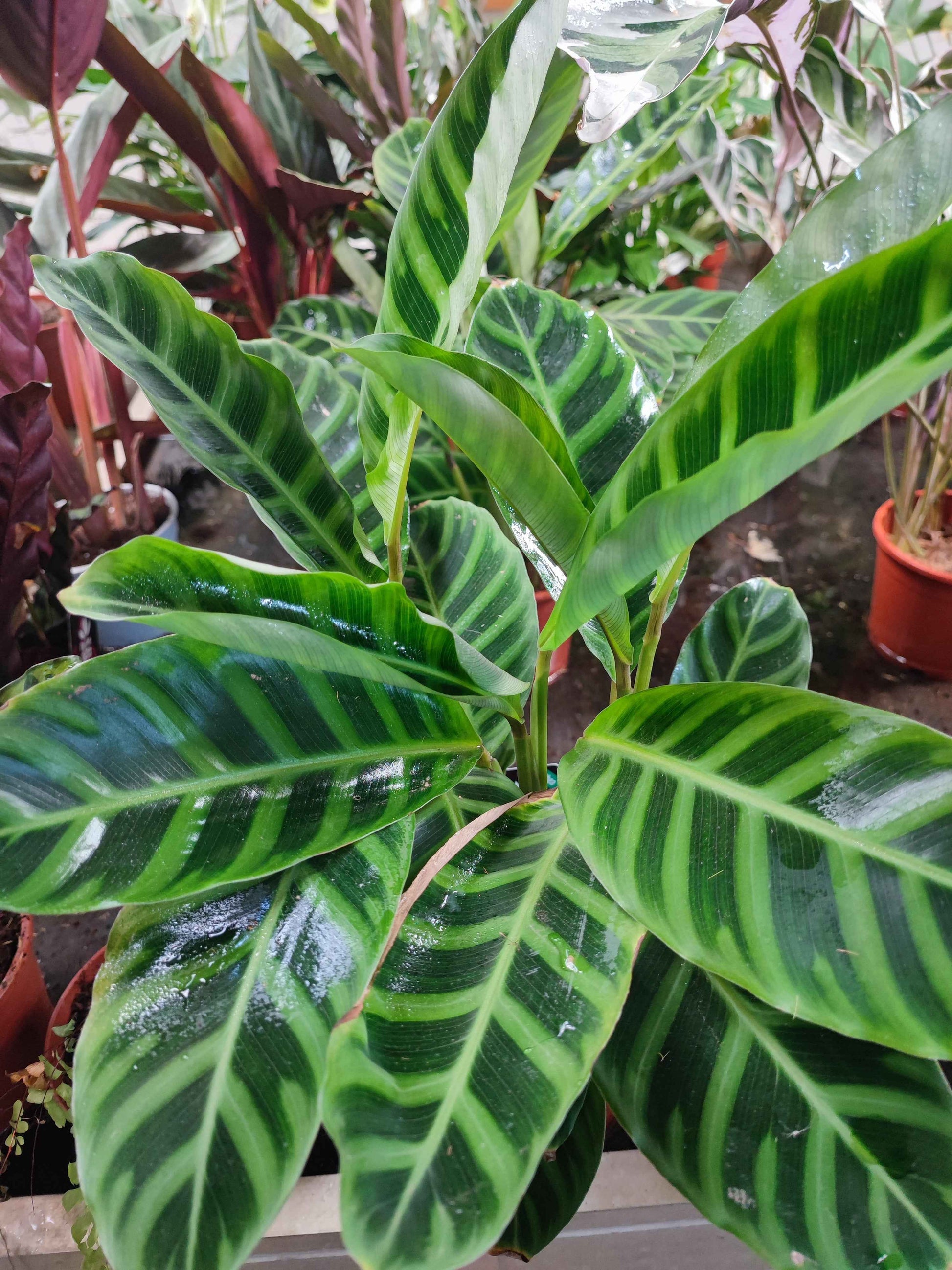Calathea zebrina