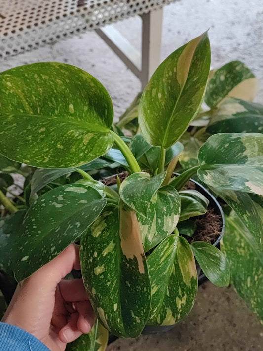 Philodendron green congo variegata
