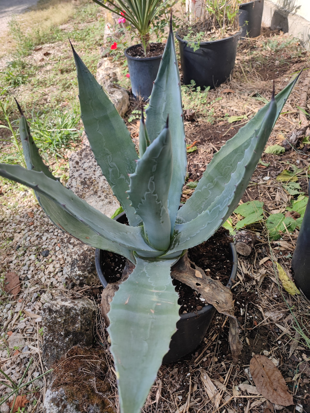 Agave Americana Blu