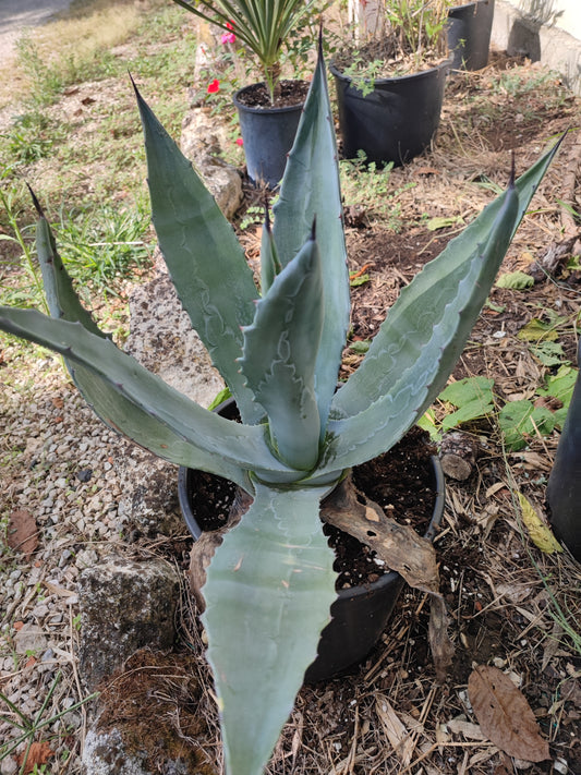 Agave Americana Blu