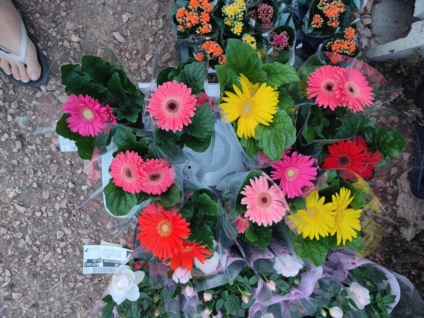 Gerbera