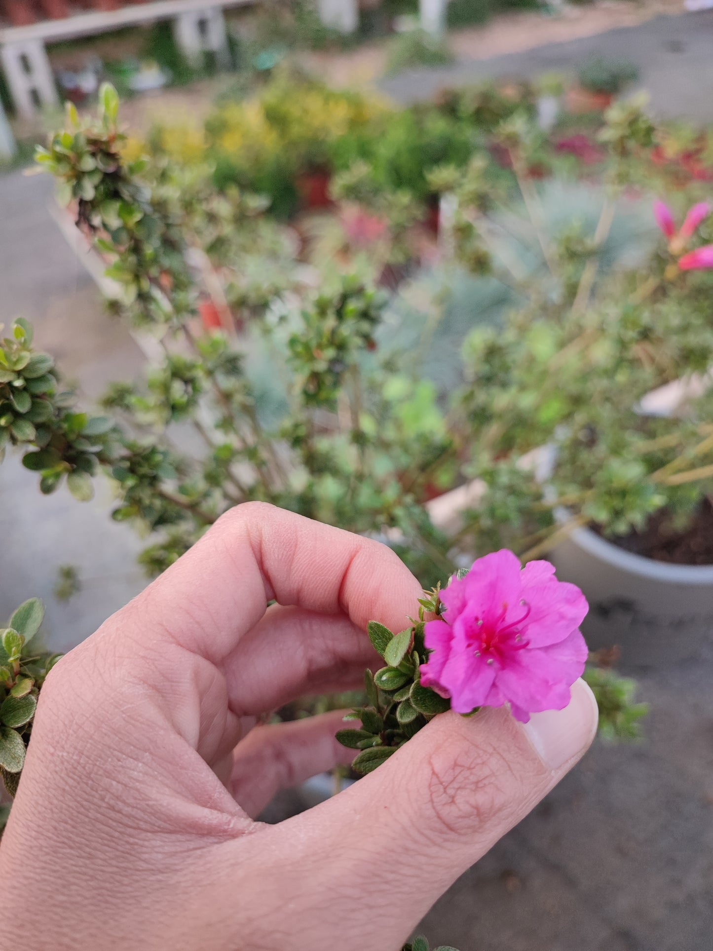 Azalea japonica
