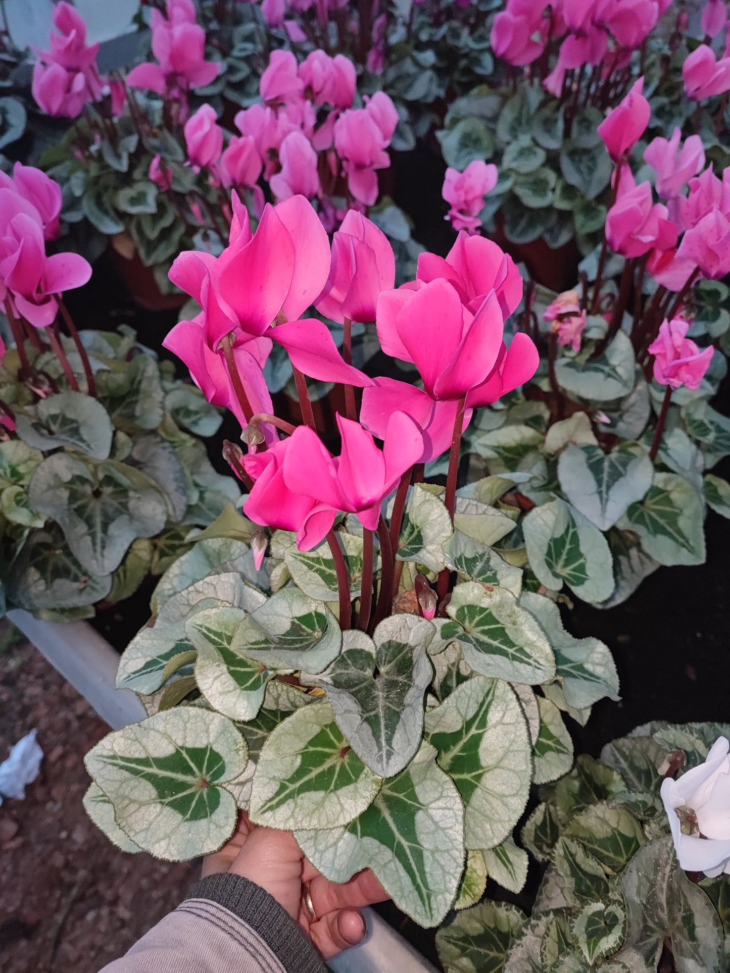 Ciclamino super serie picasso