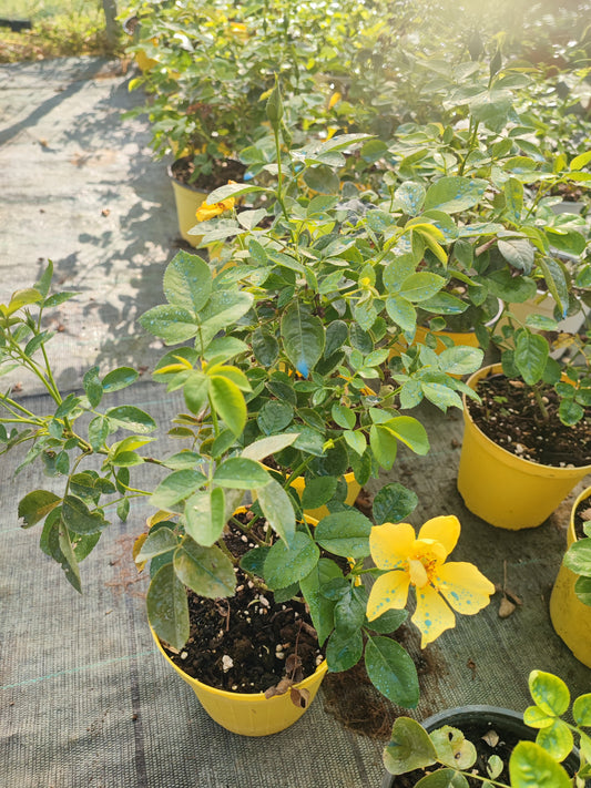 Rosa lemon fizz
